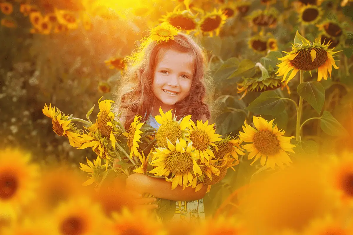 slunecnice foto overlays